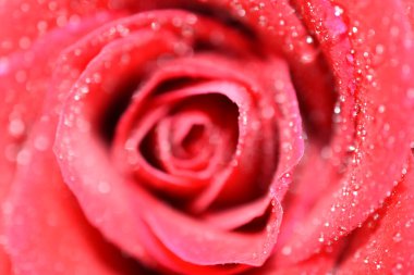 Güzel bir buket kırmızı gül