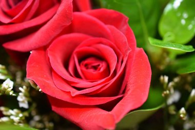 Güzel bir buket kırmızı gül