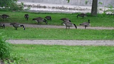 Parkta otlayan kazlar.