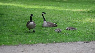 Parkta otlayan kazlar.