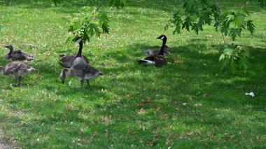 Parkta otlayan kazlar.