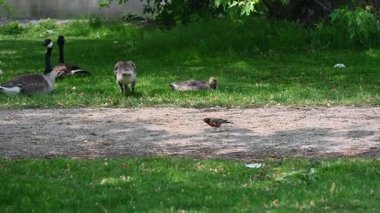 Parkta otlayan kazlar.