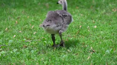 Parkta otlayan kazlar.