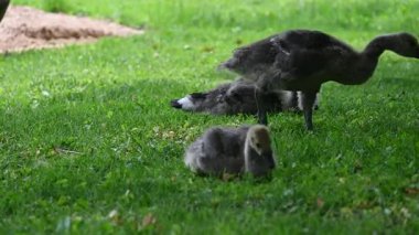 Parkta otlayan kazlar.