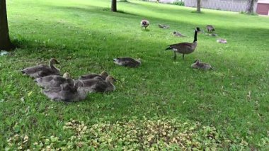 Parkta otlayan kazlar.