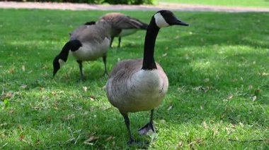 Parkta otlayan kazlar.