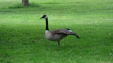 Parkta otlayan kazlar.