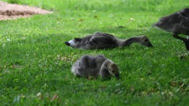 Parkta otlayan kazlar.