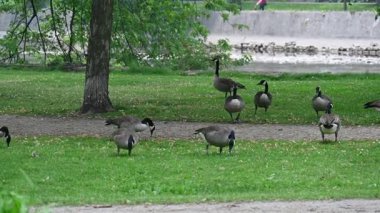 Parkta otlayan kazlar.