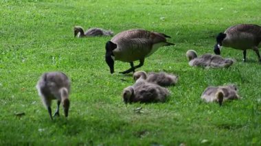 Parkta otlayan kazlar.
