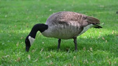 Parkta otlayan kazlar.