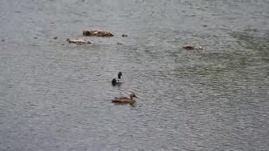 Ördekler ve ördekler nehirde yüzüyor.