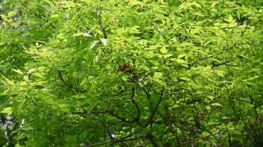 Kırmızı kuş yeşil ağaçta