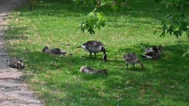 Parkta otlayan kazlar.