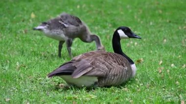 Parkta otlayan kazlar.