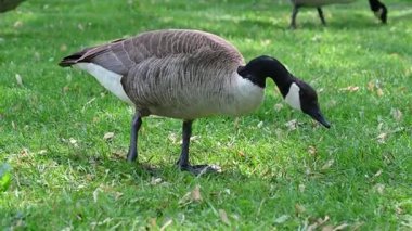 Parkta otlayan kazlar.