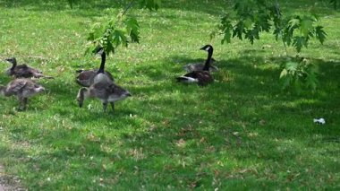 Parkta otlayan kazlar.