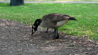 Parkta otlayan kazlar.