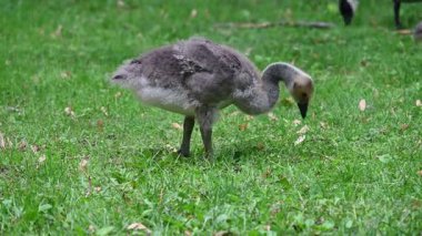 Parkta otlayan kazlar.