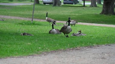 Parkta otlayan kazlar.