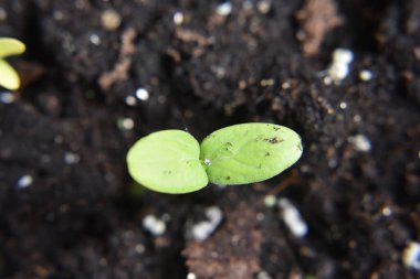 yeşil salatalık filizleri.