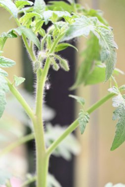 sarı çiçekler domatesler ve yeşil bitki domatesleri,