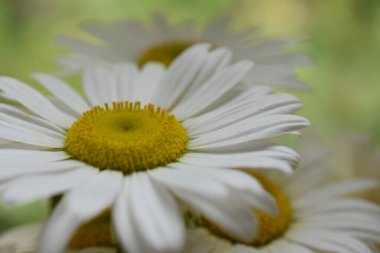 güzel ve beyaz papatya ve arka plan