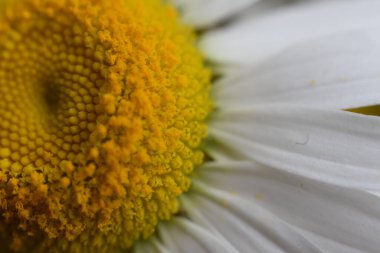 güzel ve beyaz papatya ve arka plan