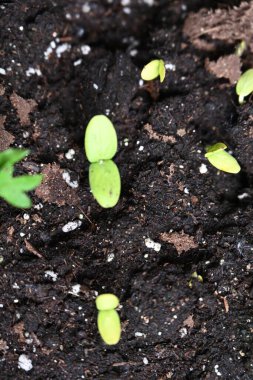 yeşil salatalık filizleri.