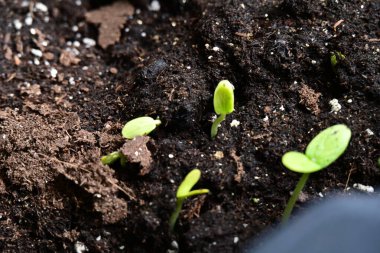 yeşil salatalık filizleri.