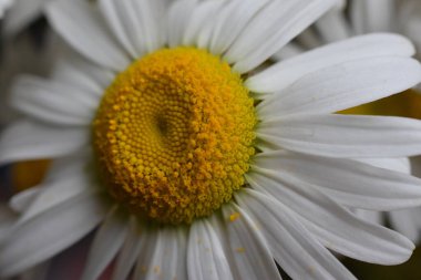 güzel ve beyaz papatya ve arka plan