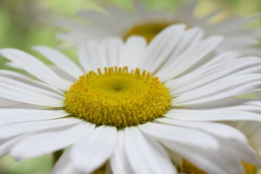güzel ve beyaz papatya ve arka plan