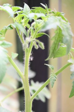 sarı çiçekler domatesler ve yeşil bitki domatesleri,