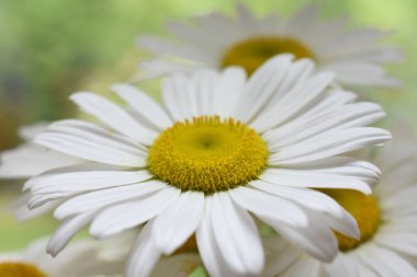 güzel ve beyaz papatya ve arka plan