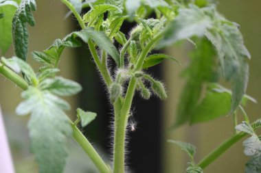 sarı çiçekler domatesler ve yeşil bitki domatesleri,