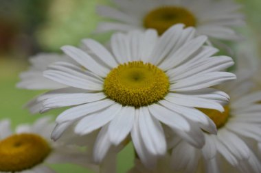 güzel ve beyaz papatya ve arka plan