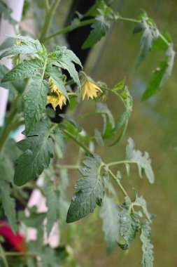 sarı çiçekler domatesler ve yeşil bitki domatesleri,