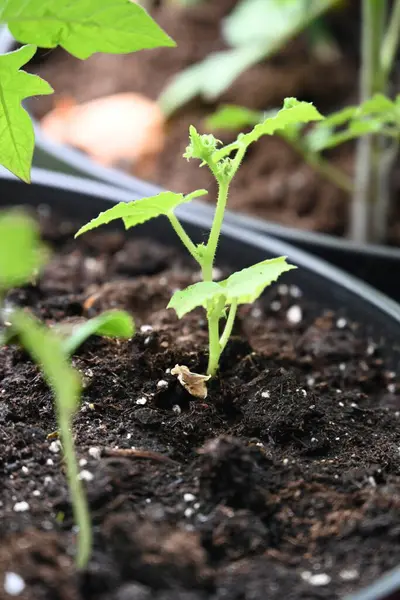 yeşil salatalık filizleri.