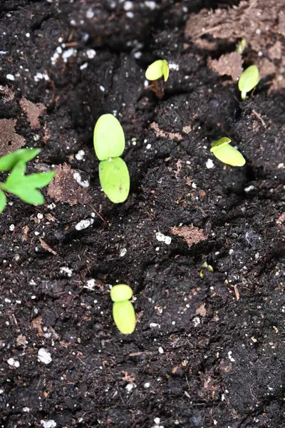 yeşil salatalık filizleri.