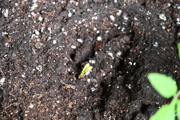 yeşil salatalık filizleri.