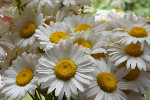 güzel ve beyaz papatya ve arka plan