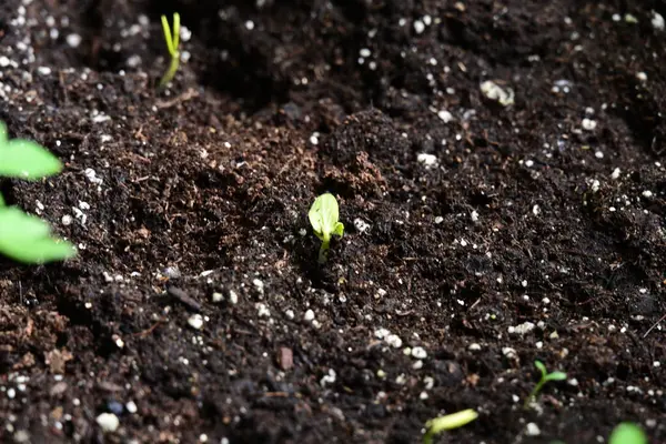 yeşil salatalık filizleri.