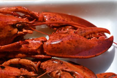 Arka planda nefis ıstakoz.