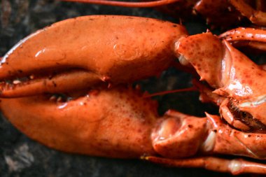 Arka planda nefis ıstakoz.