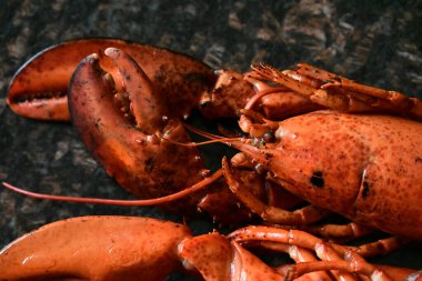 Arka planda nefis ıstakoz.