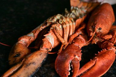 Arka planda nefis ıstakoz.