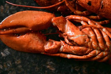 Arka planda nefis ıstakoz.