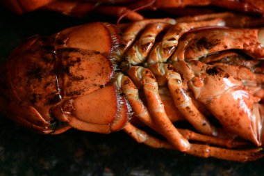 Arka planda nefis ıstakoz.