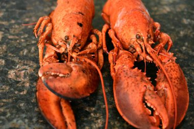 Arka planda nefis ıstakoz.