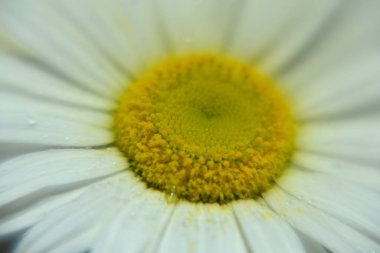 güzel ve beyaz papatya ve arka plan